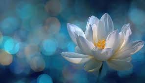 Invitation to Arise